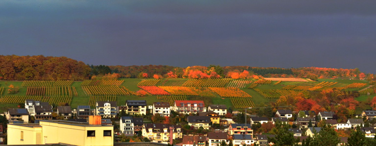 Blick auf die Weinberge in Eisingen